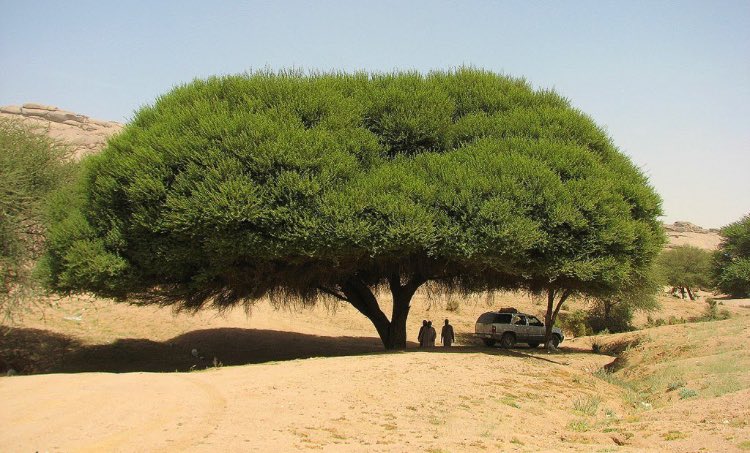 پرونده:درخت طلح نجدی.jpg